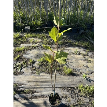 PLATAN KLONOLISTNY - sadzonki 80 / 120 cm